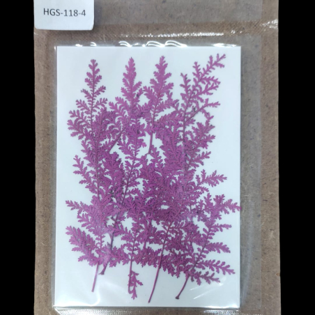 Pressed Flower _16