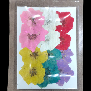 Pressed Flower _27