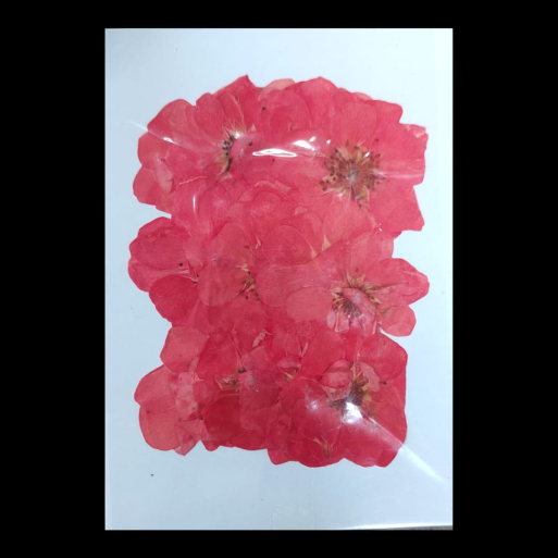 Pressed Flower _28