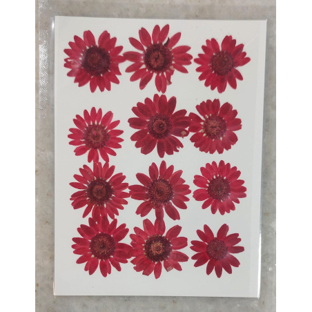 Pressed Flower _15