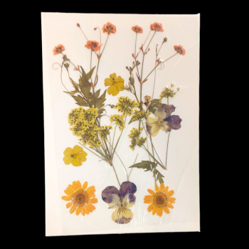 Pressed Flower _42