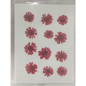 Pressed Flower _15