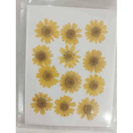 Pressed Flower _44