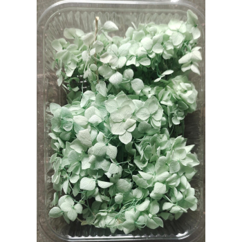 Hydra Sea Green Dry Flower Box