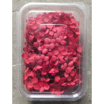 Hydra Dark Red Dry Flower Box