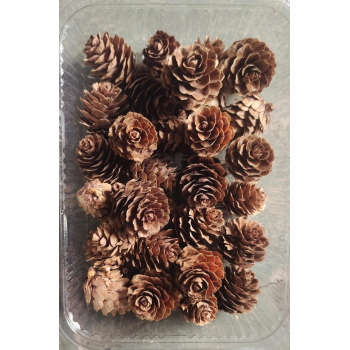 Pine Cone Box