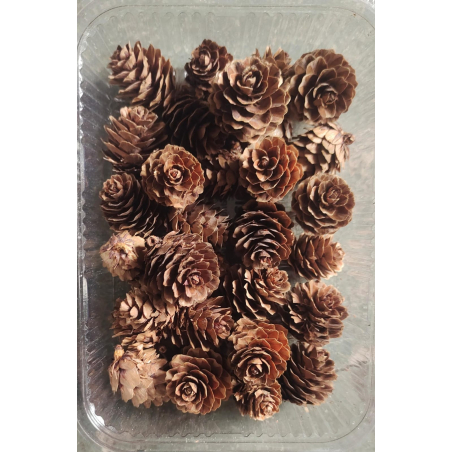 Pine Cone Box