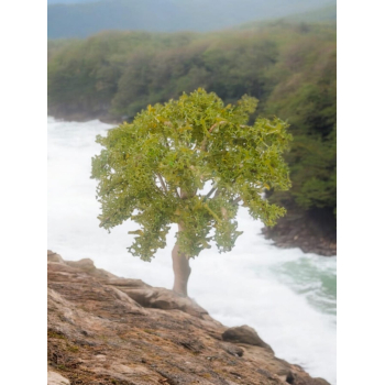 Tree_75