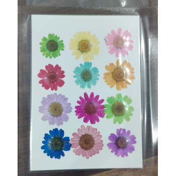 Pressed Flower _34