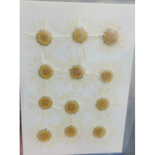 Pressed Flower _48