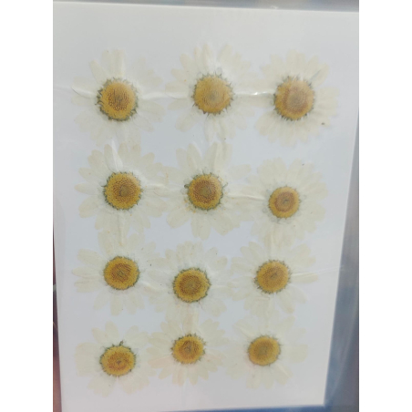 Pressed Flower _48