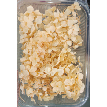 Hydra Orange Dry Flower Box
