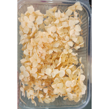 Hydra Orange Dry Flower Box
