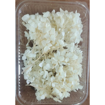 Hydra Off White Dry Flower Box_