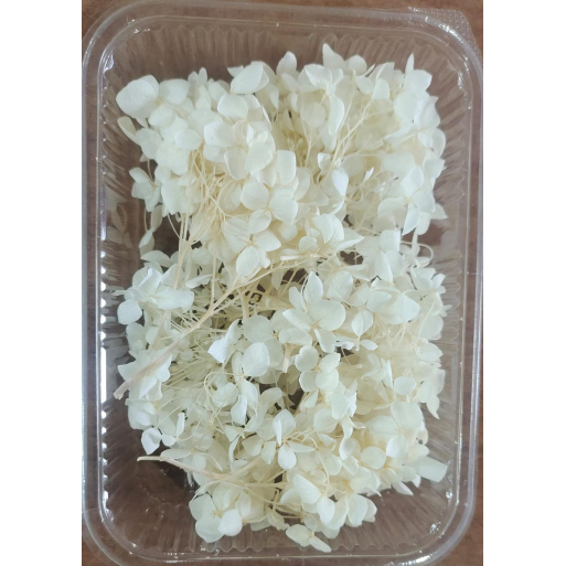 Hydra Off White Dry Flower Box_ Hydra Off White Dry Flower Box_