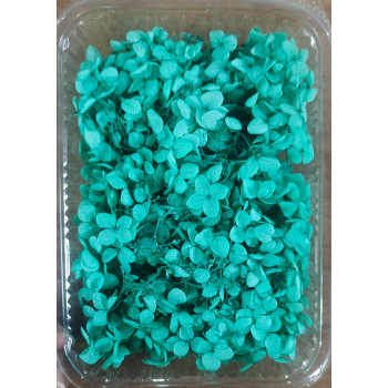 Hydra Light Green Dry Flower Box