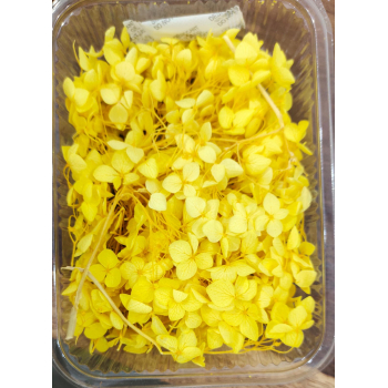 Hydra  Yellow Dry Flower Box