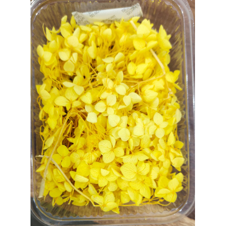 Hydra  Yellow Dry Flower Box