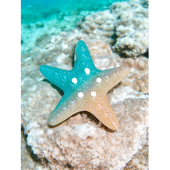 Glowing Star fish Big