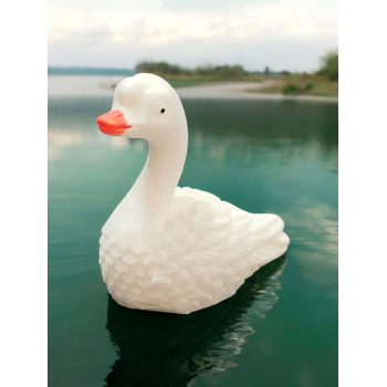 Swan_03
