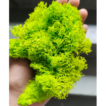 Reindeer moss grass - Light Green