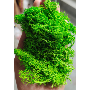 Reindeer moss grass - Dark Green