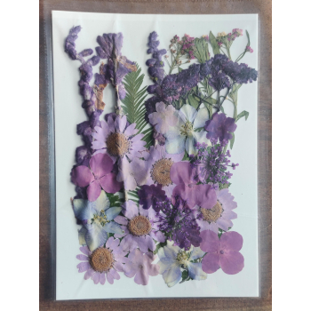 Pressed Flower _33