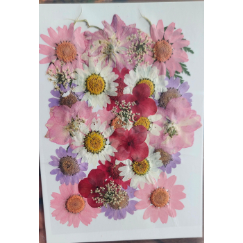 Pressed Flower _38