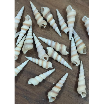 Sea Shell - 11