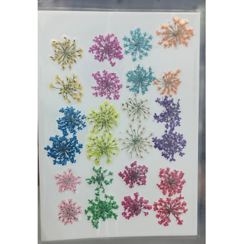 Pressed Flower _49