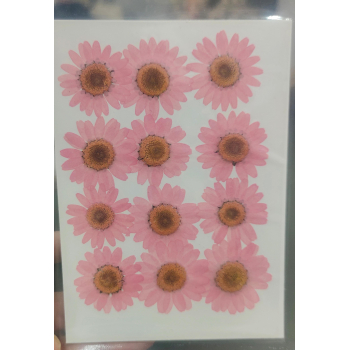 Pressed Flower _08