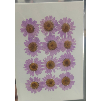 Pressed Flower _55