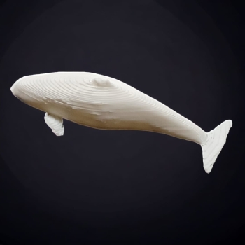 Small Whale Fish