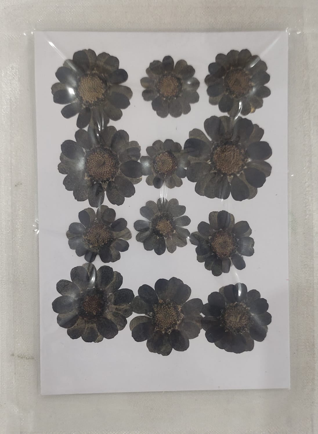 Pressed Flower _35