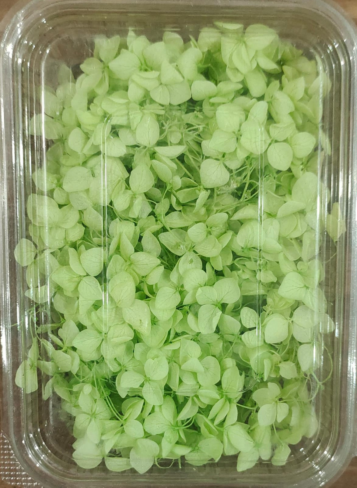 Hydra Mint Green Dry Flower Box