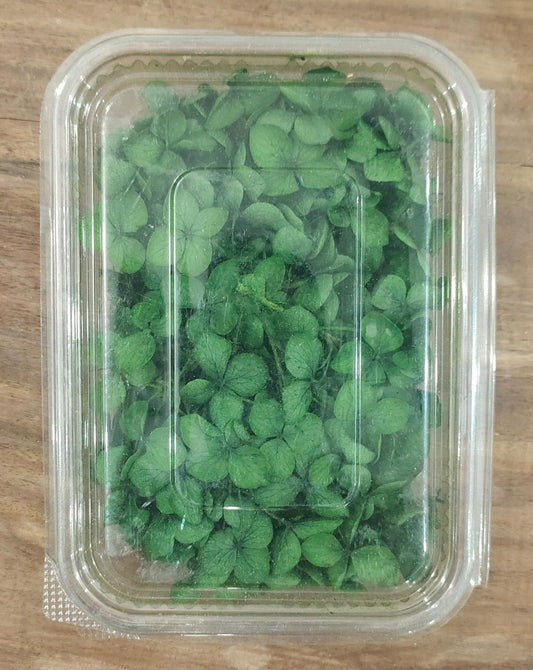 Hydra Dark Green Dry Flower Box