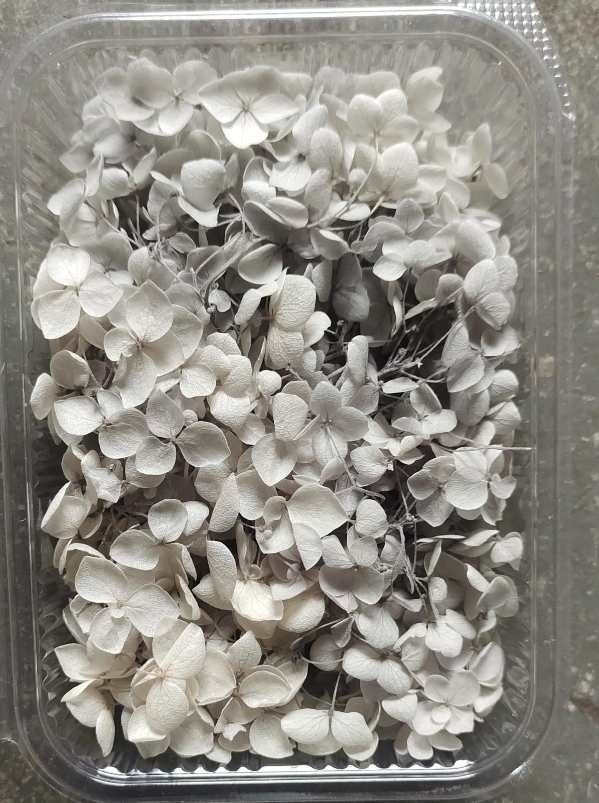 Hydra Gray Dry Flower Box