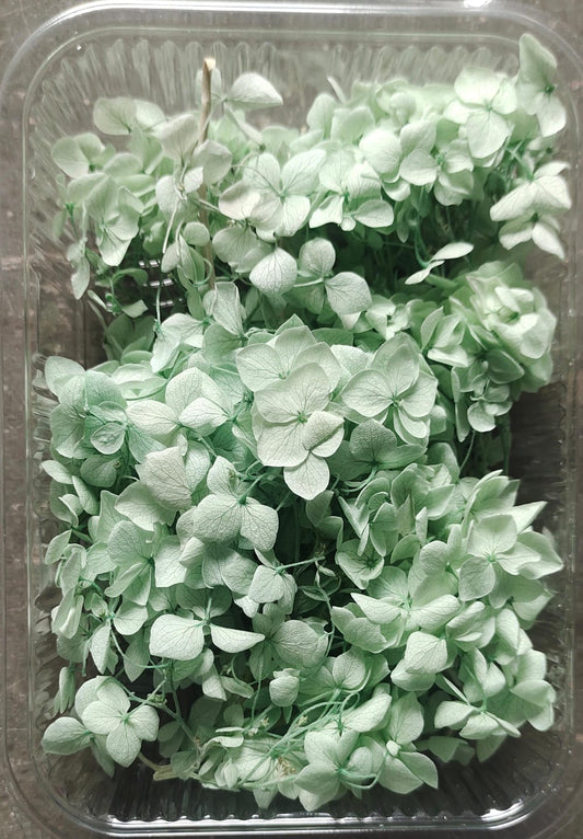 Hydra Sea Green Dry Flower Box