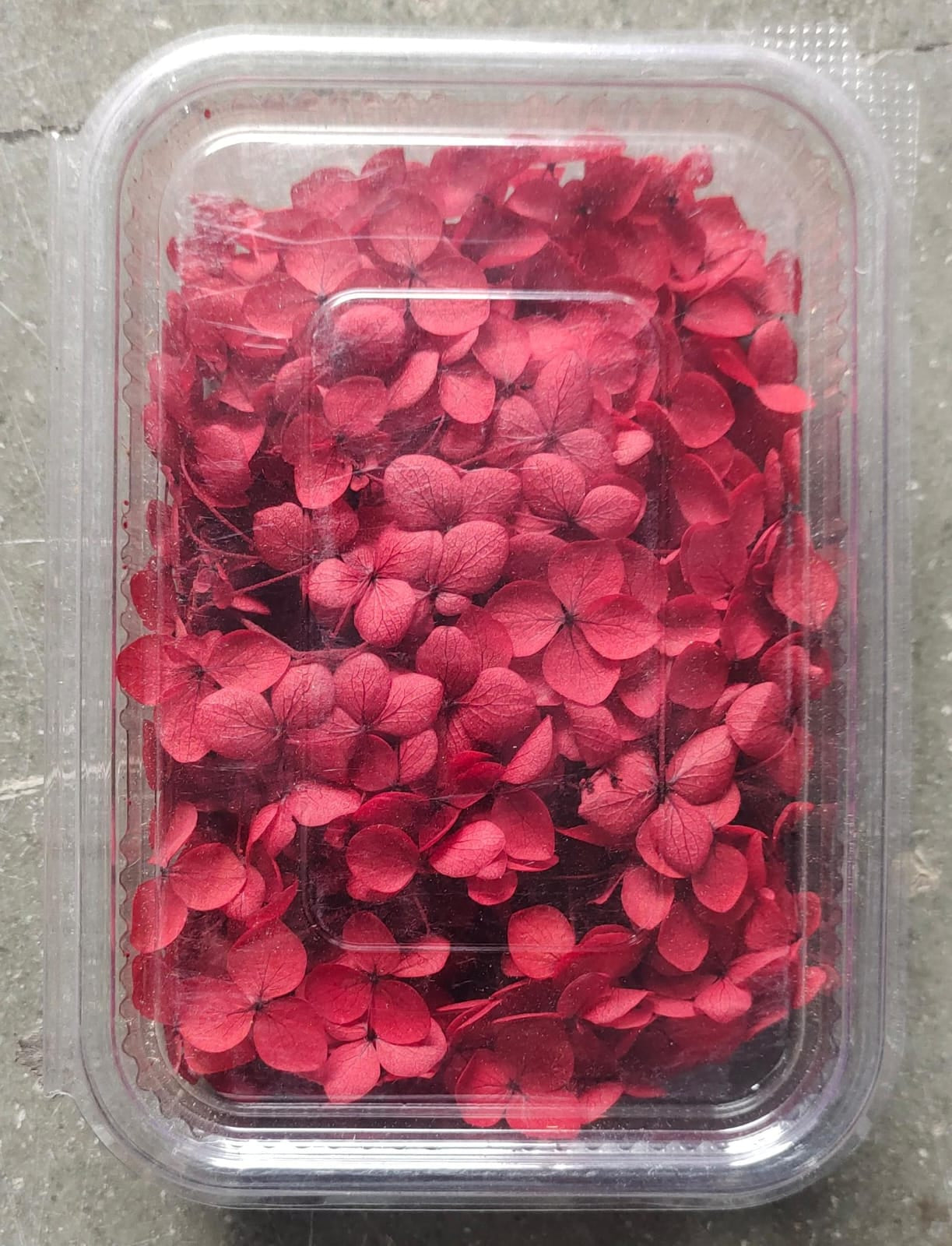 Hydra Dark Red Dry Flower Box