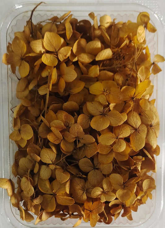 Hydra Mustard Yellow Dry Flower Box