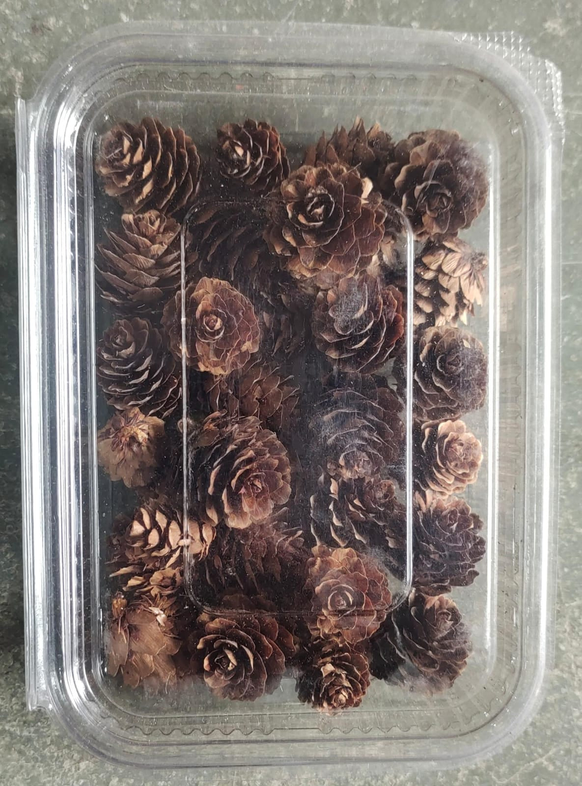 Pine Cone Box