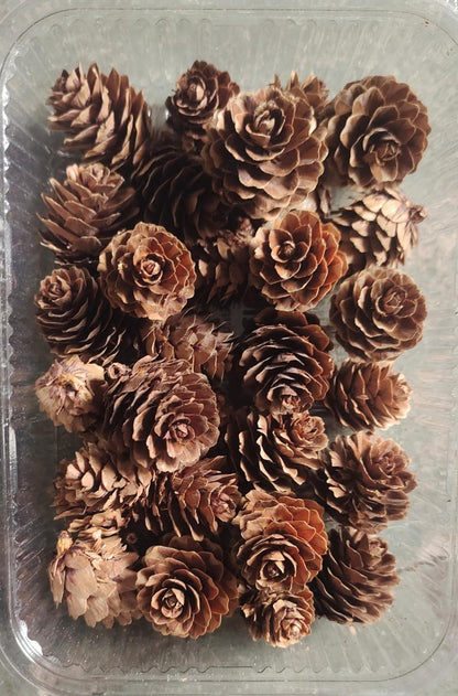 Pine Cone Box