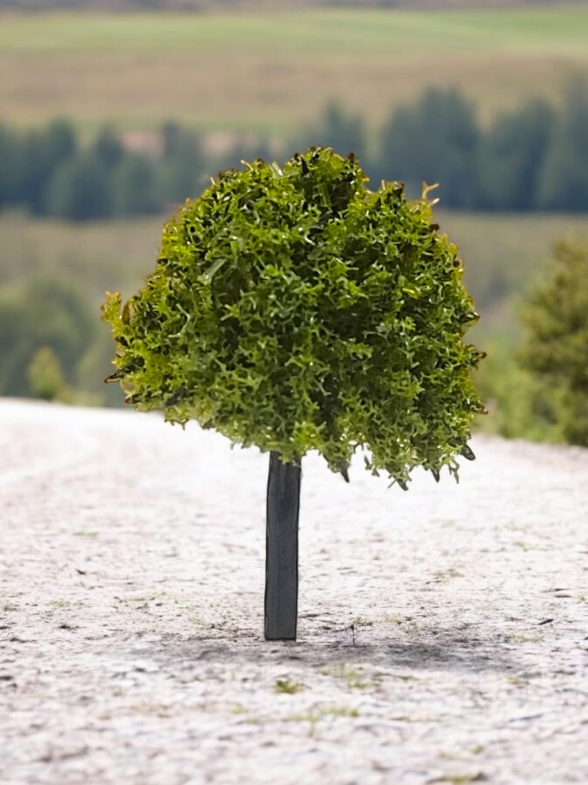 Tree_80