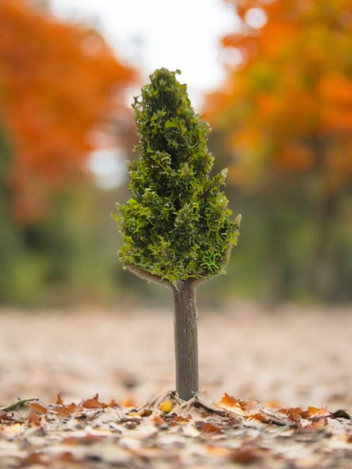 Tree_81