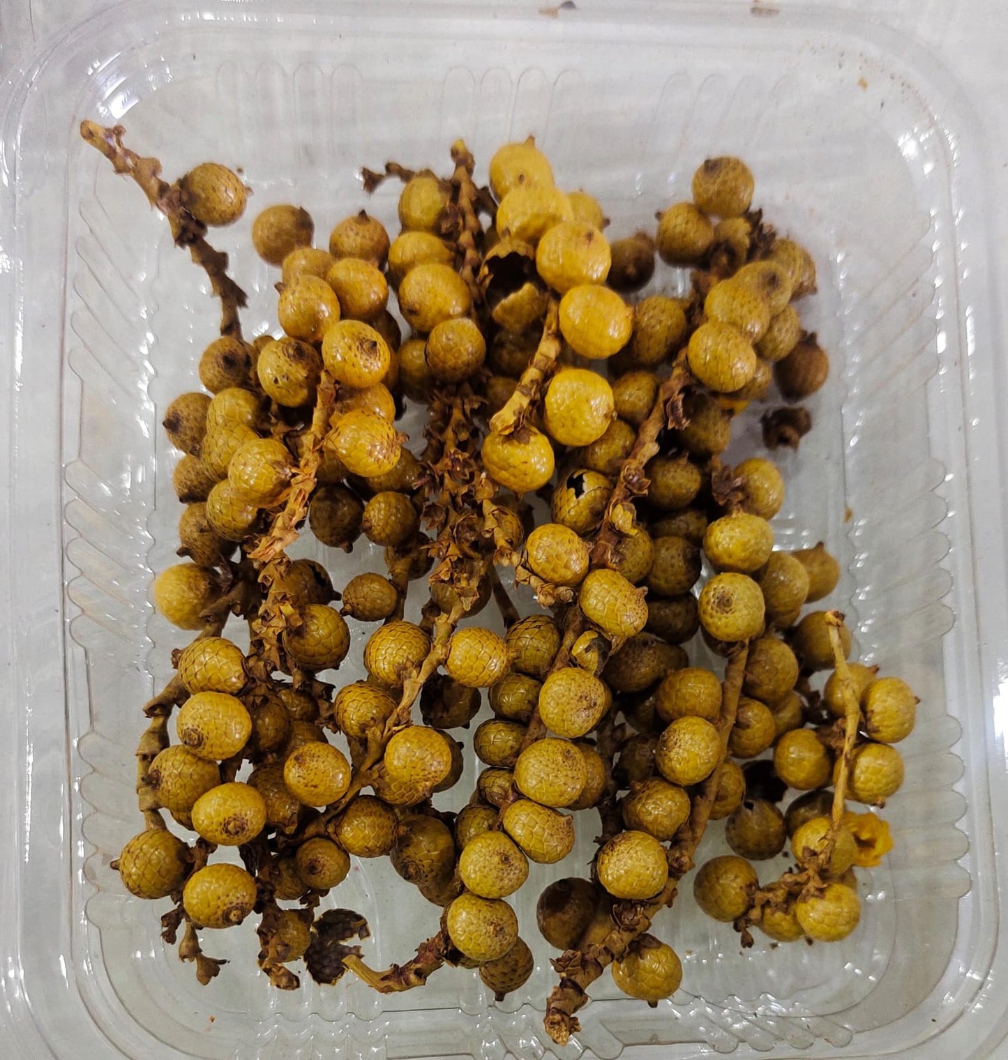 Cherry Mustard Yellow