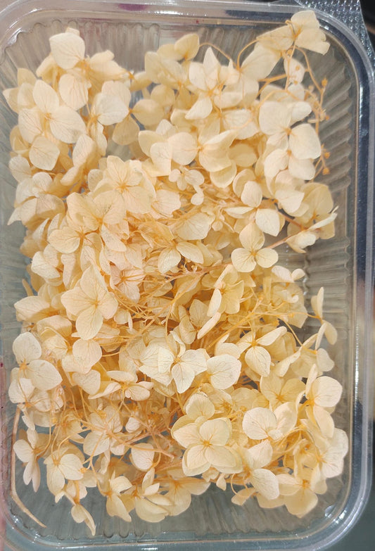 Hydra Orange Dry Flower Box