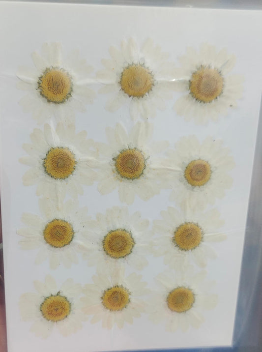 Pressed Flower _48