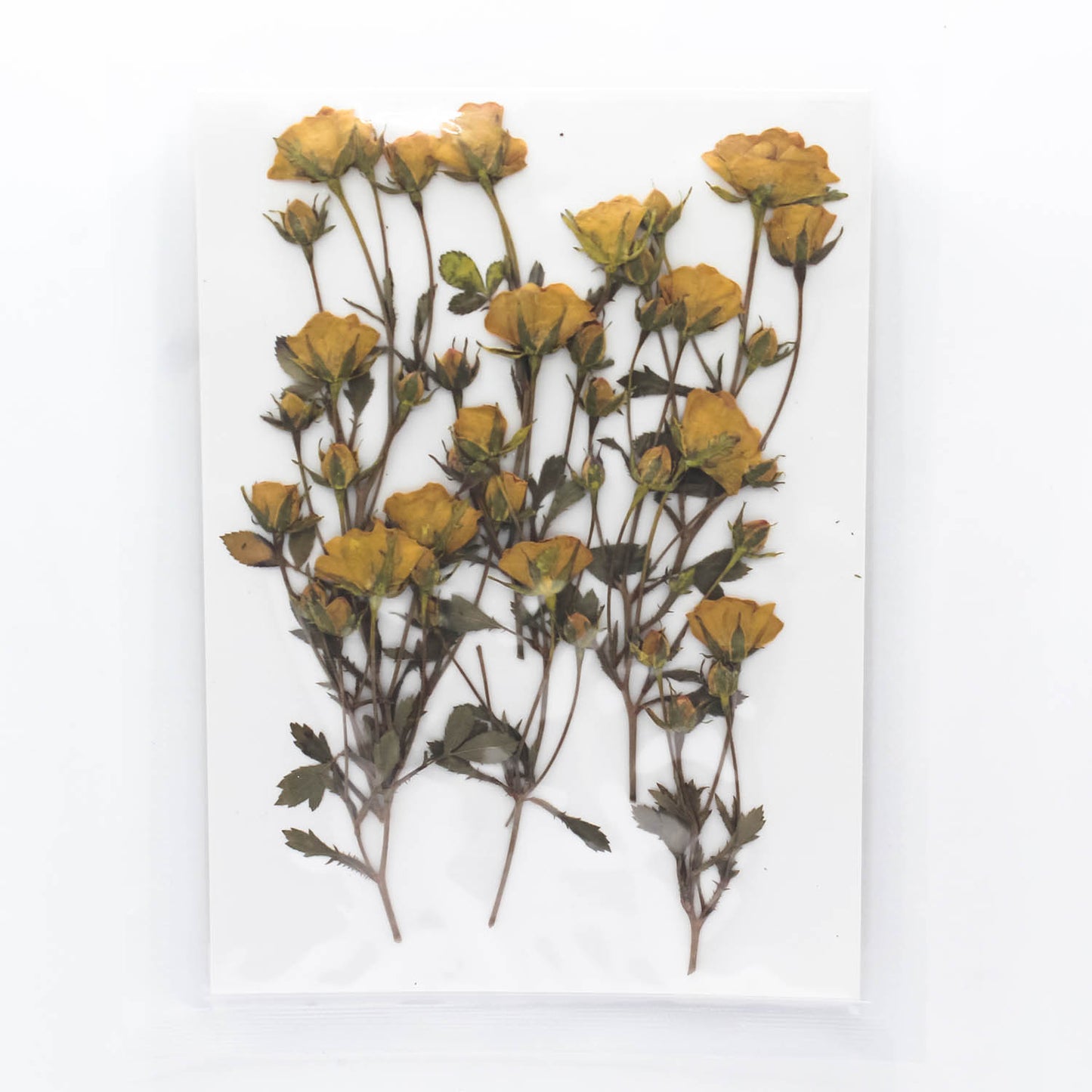 Mini Pressed Roses_06