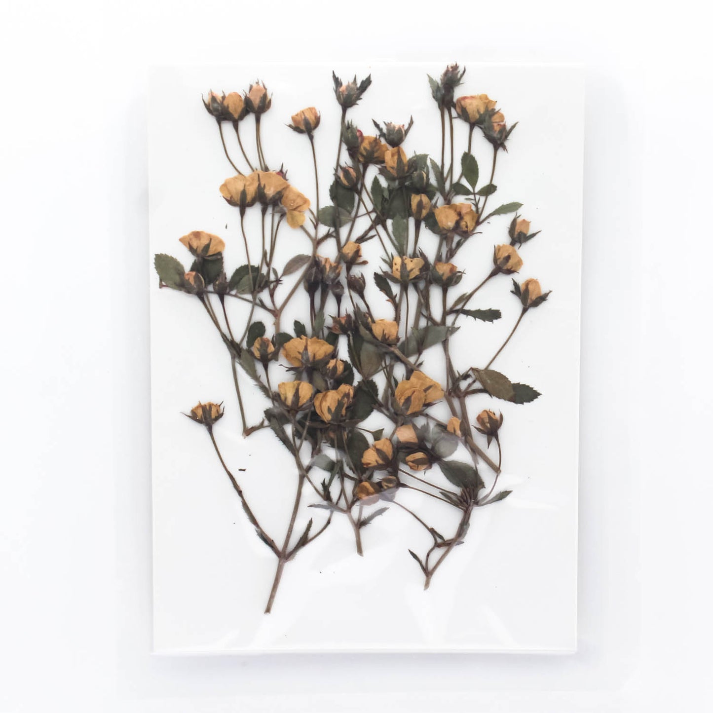 Mini Pressed Roses_10