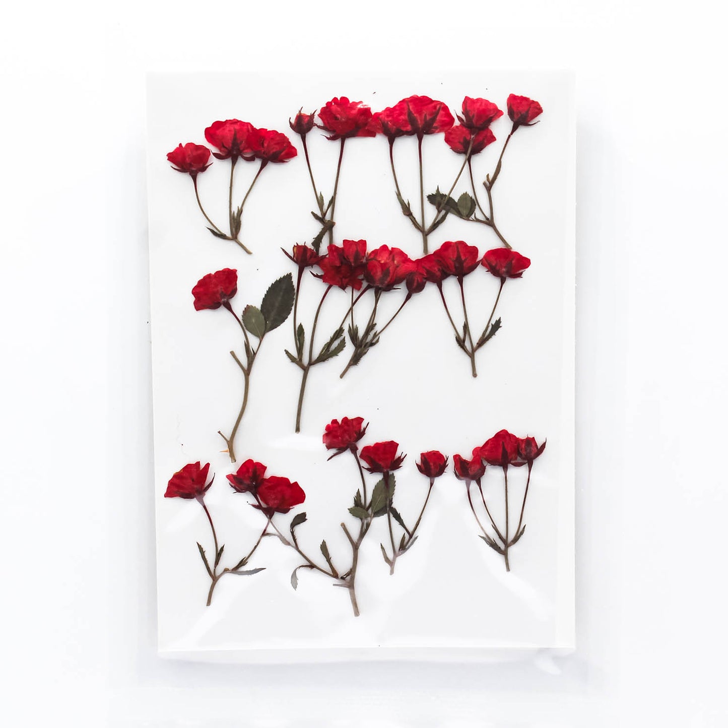 Mini Pressed Roses_07